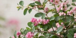 Снежноягодник Доренбоза «Меджикал свит» (Symphoricarpos x doorenbosii 'Magical Sweet')