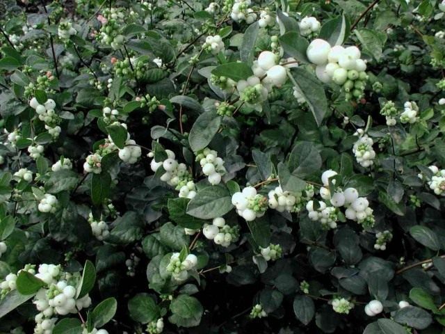 Снежноягодник Доренбоза «Вайт Эдж» (Symphoricarpos x doorenbosii 'White Edge') Снежноягодник Доренбоза «Вайт Эдж» (Symphoricarpos x doorenbosii 'White Edge')