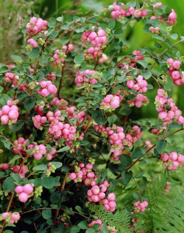 Снежноягодник Доренбоза «Марлен» (Symphoricarpos x doorenbosii 'Marleen') Снежноягодник Доренбоза «Марлен» (Symphoricarpos x doorenbosii 'Marleen')