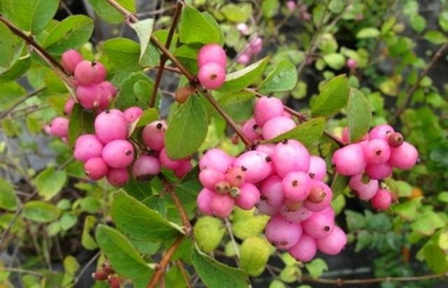 Снежноягодник Доренбоза «Мазер оф перл» (Symphoricarpos x doorenbosii 'Mother of Pearl') Снежноягодник Доренбоза «Мазер оф перл» (Symphoricarpos x doorenbosii 'Mother of Pearl')