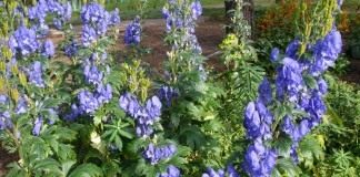 Борец Кармихеля, или Аконит Кармихеля (Aconitum carmichaelii)