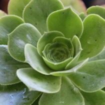 Эониум золотистый (Aeonium arboretum var. holochrysum) Эониум золотистый (Aeonium arboretum var. holochrysum)
