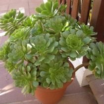 Эониум древесный (Aeonium arboreum) Эониум древесный (Aeonium arboreum)