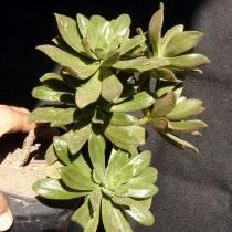 Эониум Бурхарда (Aeonium x burchardii) Эониум Бурхарда (Aeonium x burchardii)