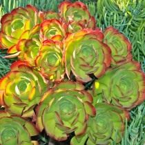 Эониум канарский (Aeonium canariense) Эониум канарский (Aeonium canariense)