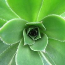 Эониум виргинский (Aeonium canariense var. virgineum) Эониум виргинский (Aeonium canariense var. virgineum)