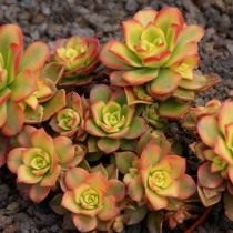 Эониум декоративный (Aeonium decorum) Эониум декоративный (Aeonium decorum)
