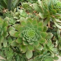 Эониум Хаворта (Aeonium haworthii) Эониум Хаворта (Aeonium haworthii)