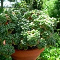 Эониум Линдлея (Aeonium lindleyi) Эониум Линдлея (Aeonium lindleyi)