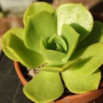 Эониум благородный (Aeonium nobile) Эониум благородный (Aeonium nobile)