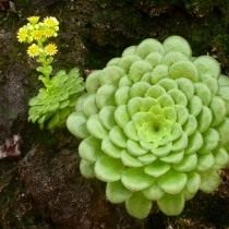 Эониум слоевидный (Aeonium tabuliforme) Эониум слоевидный (Aeonium tabuliforme)