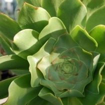 Эониум волнистый (Aeonium undulatum) Эониум волнистый (Aeonium undulatum)