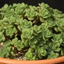 Аихризон домашний (Aichryson x domesticum). Ранее классифицировался как Эониум домашний (Aeonium domesticum) Аихризон домашний (Aichryson x domesticum). Ранее классифицировался как Эониум домашний (Aeonium domesticum)