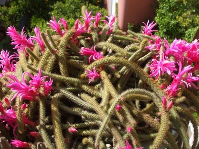 Апорокактус плетевидный (Aporocactus flagelliformis) Апорокактус плетевидный (Aporocactus flagelliformis)