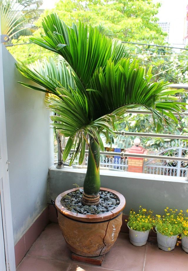 Арека катеху (Areca catechu) Арека катеху (Areca catechu)