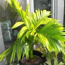 Арека катеху (Areca catechu), или Бетелевая пальма Арека катеху (Areca catechu), или Бетелевая пальма