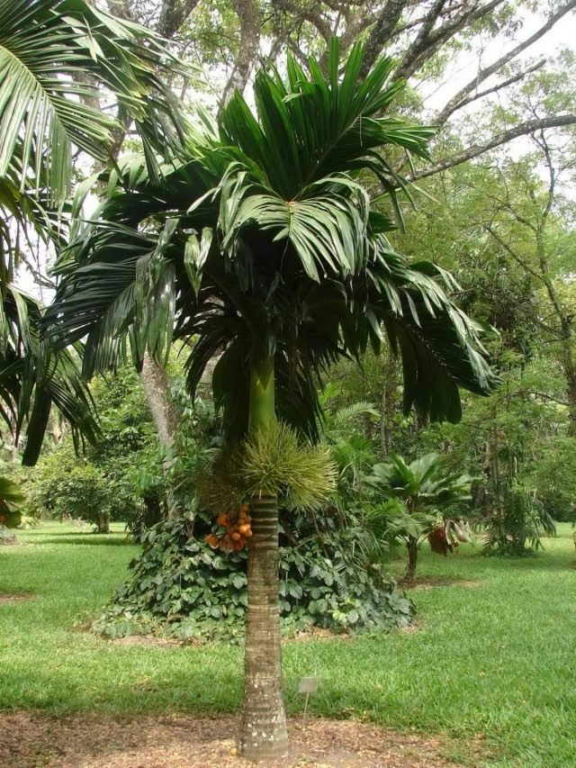 Арека катеху (Areca catechu), или Бетелевая пальма Арека катеху (Areca catechu), или Бетелевая пальма