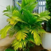 Арека трехтычинковая (Areca triandra), или Гиофорба индика (Hyophorbe indica) Арека трехтычинковая (Areca triandra), или Гиофорба индика (Hyophorbe indica)