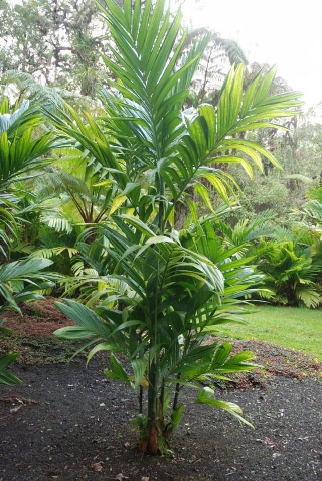 Арека трехтычинковая (Areca triandra) Арека трехтычинковая (Areca triandra)