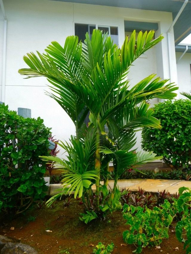 Арека трехтычинковая (Areca triandra) Арека трехтычинковая (Areca triandra)