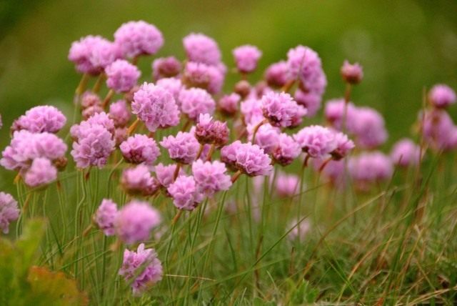 Армерия приморская (Armeria maritima)