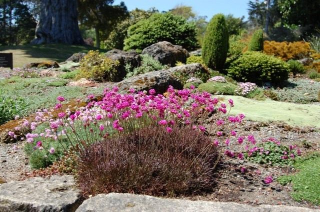 Армерия приморская (Armeria maritima)