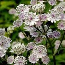 Астранция крупная (Astrantia major), или Астранция большая, или Звездовка большая Астранция крупная (Astrantia major), или Астранция большая, или Звездовка большая