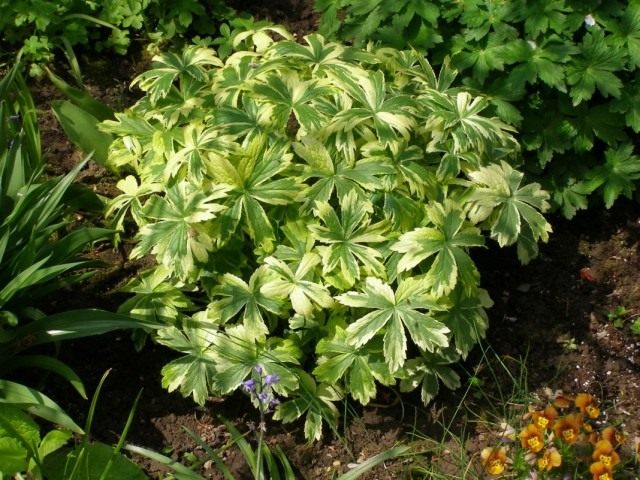 Астранция крупная "Саннингдэйл Вариегейтед" (Astrantia major 'Sunningdale Variegated') Астранция крупная "Саннингдэйл Вариегейтед" (Astrantia major 'Sunningdale Variegated')