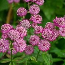 Астранция крупная (Astrantia major), или Астранция большая, или Звездовка большая Астранция крупная (Astrantia major), или Астранция большая, или Звездовка большая