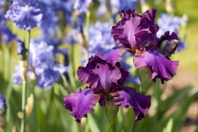 Ирис бородатый «Джипси ромэнс» (Iris 'Gypsy Romance') Ирис бородатый «Джипси ромэнс» (Iris 'Gypsy Romance')