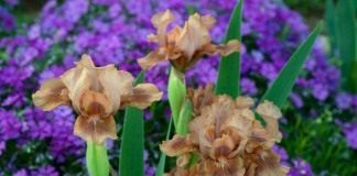 Низкорослый ирис бородатый «Зачарованный Мокко» (Iris 'Enchanted Mocha')