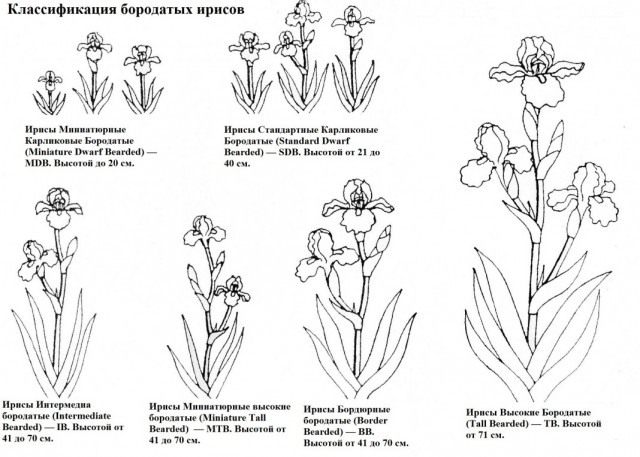 Классификация бородатых ирисов Классификация бородатых ирисов
