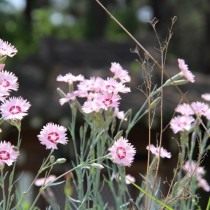 Гвоздика китайская (Dianthus chinensis) Гвоздика китайская (Dianthus chinensis)