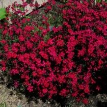 Гвоздика травянка (Dianthus deltoides) Гвоздика травянка (Dianthus deltoides)