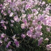 Гвоздика уральская (Dianthus uralensis) Гвоздика уральская (Dianthus uralensis)