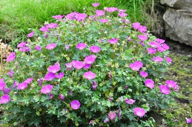 Герань кроваво-красная "Макс Фрай" (Geranium sanguineum 'Max Frei') Герань кроваво-красная "Макс Фрай" (Geranium sanguineum 'Max Frei')