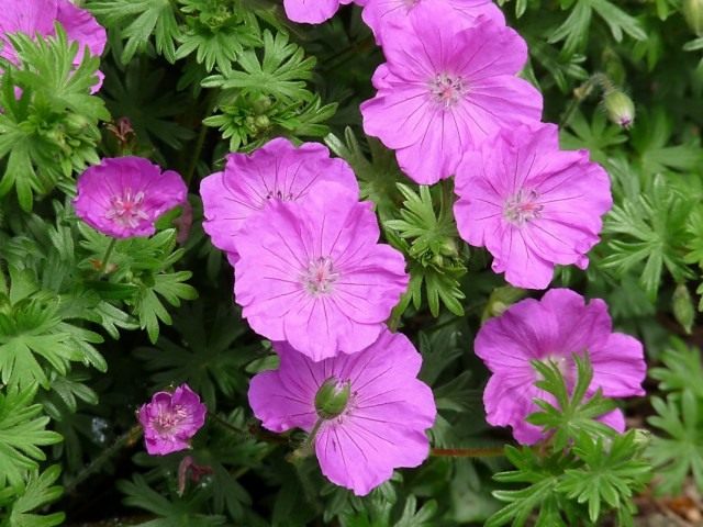 Герань кроваво-красная (Geranium sanguineum), или Герань кровяно-красная Герань кроваво-красная (Geranium sanguineum), или Герань кровяно-красная