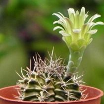Гимнокалициум Михановича разновидность стеногонум (Gymnocalycium mihanovichii var. stenogonum) Гимнокалициум Михановича разновидность стеногонум (Gymnocalycium mihanovichii var. stenogonum)