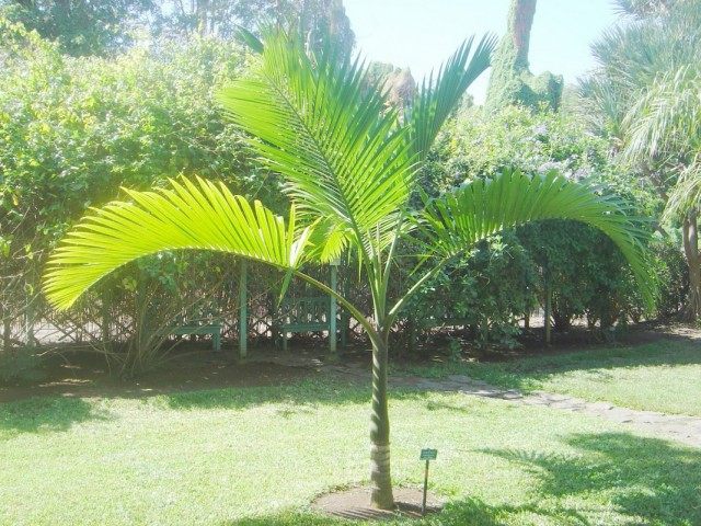 Арека желтеющая (Areca lutescens), или Гиофорба индика (Hyophorbe indica) Арека желтеющая (Areca lutescens), или Гиофорба индика (Hyophorbe indica)