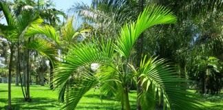 Арека желтеющая (Areca lutescens), или Гиофорба индика (Hyophorbe indica)