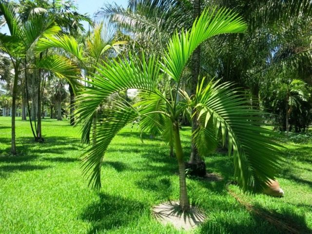 Арека желтеющая (Areca lutescens), или Гиофорба индика (Hyophorbe indica) Арека желтеющая (Areca lutescens), или Гиофорба индика (Hyophorbe indica)