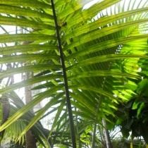 Арека желтеющая (Areca lutescens), или Гиофорба индика (Hyophorbe indica) Арека желтеющая (Areca lutescens), или Гиофорба индика (Hyophorbe indica)