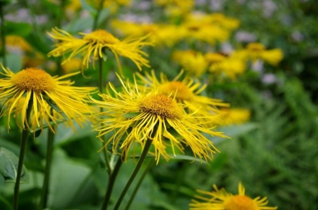 Девясил высокий (Inula helenium) Девясил высокий (Inula helenium)