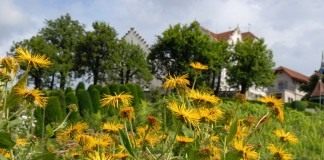 Девясил высокий (Inula helenium)