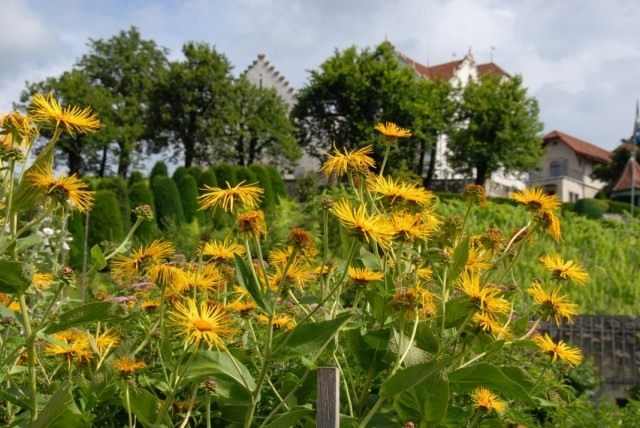 Девясил высокий (Inula helenium) Девясил высокий (Inula helenium)