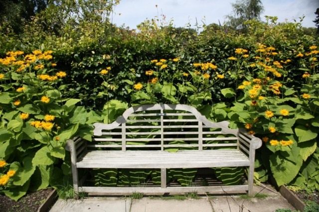 Девясил великолепный (Inula mafnifica) в дизайне сада Девясил великолепный (Inula mafnifica) в дизайне сада
