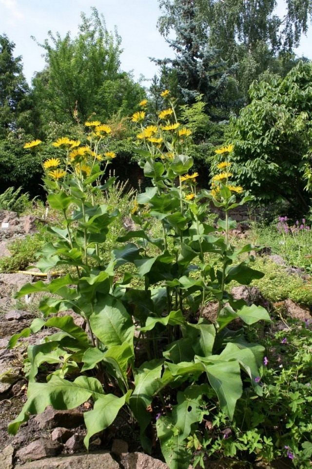 Девясил высокий (Inula helenium) Девясил высокий (Inula helenium)