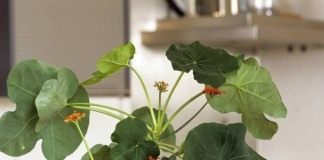 Ятрофа подагрическая (Jatropha podagrica)