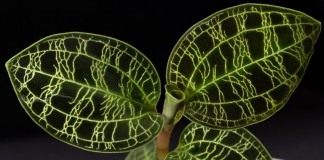 Макодес петола (Macodes petola)