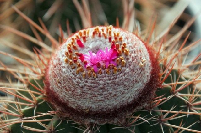 Мелокактус эрнести, или Бразильская турка шапка Кактус (Melocactus ernestii) Мелокактус эрнести, или Бразильская турка шапка Кактус (Melocactus ernestii)